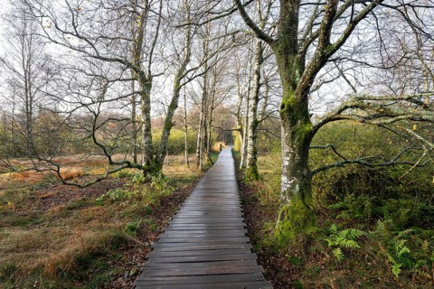 Plank path and bog birch (Betula pubescens) Schwarzes Moor, near Fladungen, Bavarian Rhön Biosphere