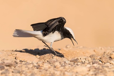 Hooded Wheatear (Oenanthe monacha) flapping on ground, Eilat, Israel