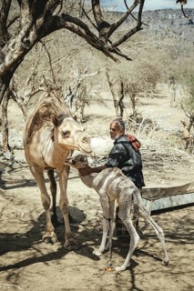 Camel farm of Sheikh Ahmed Ali Al-Mahri, Sarfeit, Dhofar, Oman