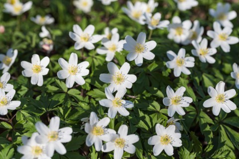 Wood anemone (Anemone nemorosa), palace gardens Zabeltitz, Germany
