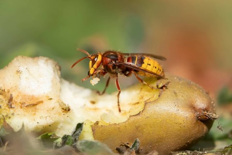 European hornet (Vespa crabro) adult insect feeding on a fallen pear fruit in a garden in summer,