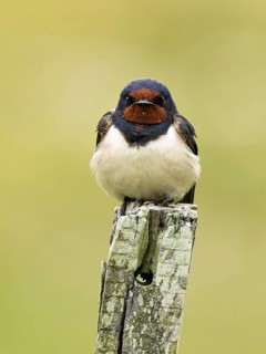 Barn Swallow (Hirundo rustica) perched on a wooden pole, Oeland, Sweden