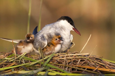 Whiskered Tern (Chlidonias hybrida) chicks, Andalusia, Spain