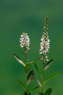 Spiked speedwell (Veronica spicata, Pseudolysimachion spicatum), white, flower, flowering, Germany