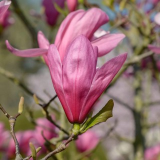 Magnolia (Magnolia 'Galaxy'), Wilhelma, Germany