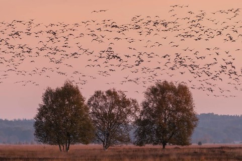 Taiga Bean Goose & Greater White-fronted Goose (Anser fabalis & Anser albifrons) huge flock flying,