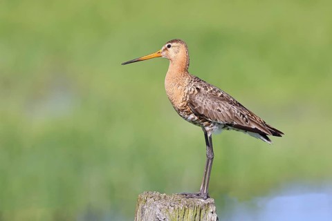 Black-tailed Godwit (Limosa limosa), perched on a fence post, waders, wildlife, nature photography,