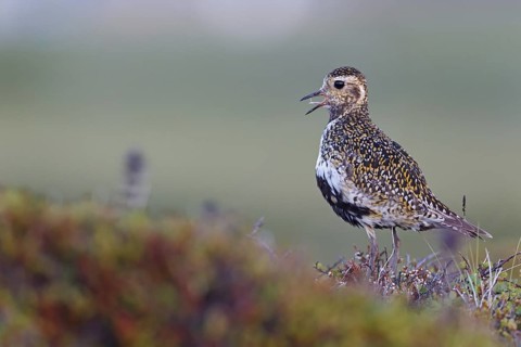 European Golden Plover (Pluvialis apricaria) calling, Iceland