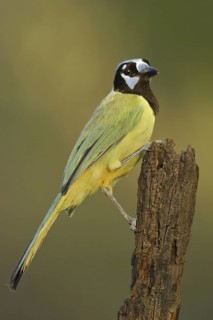 Green Jay (Cyanocorax luxuosus), Texas, USA