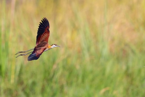 Blue-fronted Jacanas, (Actophilornis africana), Actophilornis africanus