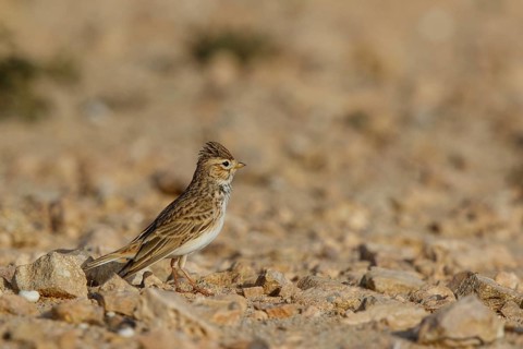 Lesser Short-toed Lark (Alaudala rufescens), Fuerteventura, Spain