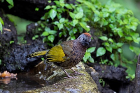 Assam Laughingthrush (Trochalopteron chrysopterum woodi), Yunnan, China