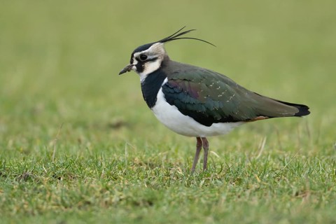 Northern lapwing or Green plover (Vanellus vanellus) adult wading bird on a grass field, RSPB