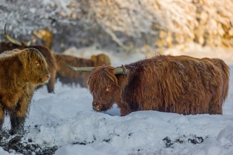 A highland calf (Bos primigenius taurus) and a cow standing in a snow-covered pasture