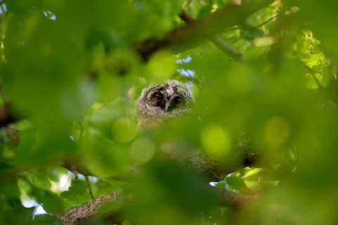 Long-eared owl (Asio otus), young bird, just fledged, nest fledgling, Bottrop, Ruhr area, North