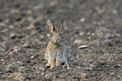 European rabbit, common rabbit (Oryctolagus cuniculus) showing camouflage colours in field in