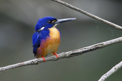 Azure Kingfisher (Ceyx azureus), Queensland, Australia