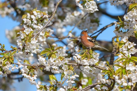 Common chaffinch (Fringilla coelebs), Bad D¸rkheim district, Wachenheim an der Weinstra?e,