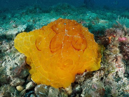 Large orange turtle snail, large flank-gilled snail (Pleurobranchus testudinarius), on a stony