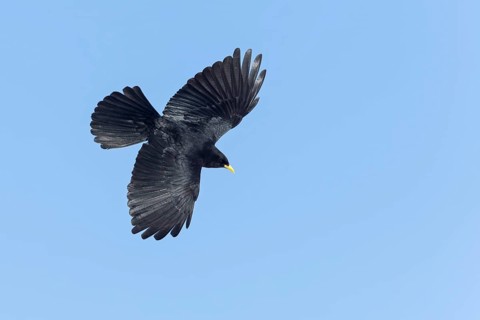Alpendohle, Alpine Chough, Yellow-billed Chough, Pyrrhocorax graculus, Chocard à bec jaune, Chova