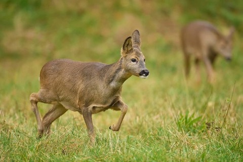 Roe Deer (Capreolus capreolus), female running in meadow, Hesse, Germany