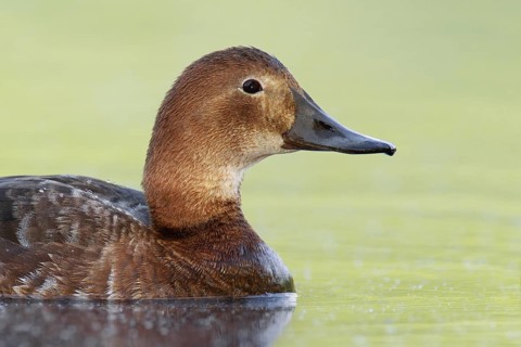 Common Pochard (Aythya ferina) female, Brandenburg, Germany