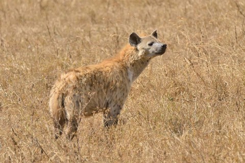 Spotted Hyena (Crocuta crocuta) in the Ngorongoro Crater, Ngorongoro Conservation Area, Tanzania