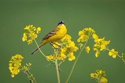 A yellow wagtail sits in spring in a flowering rape field near Frankfurt am Main, Frankfurt am