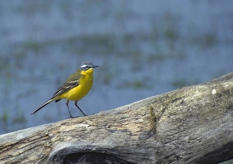 Motacilla flava, sheeptail, western yellow wagtail, yellow wagtail, birds, leo, male, passeri,