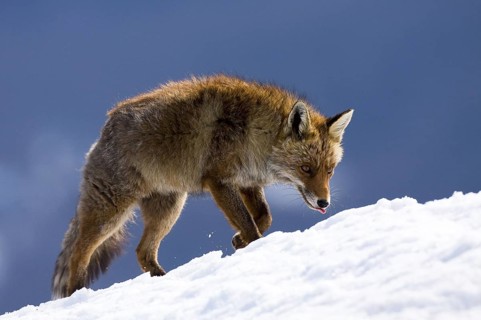 Red Fox (Vulpes vulpes) adult walking in snow, Huesca, Aragon, Spain