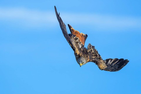 Red Kite, Milvus milvus, bird in flight