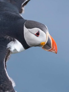 Atlantic Puffin (Fratercula arctica) flying, Iceland