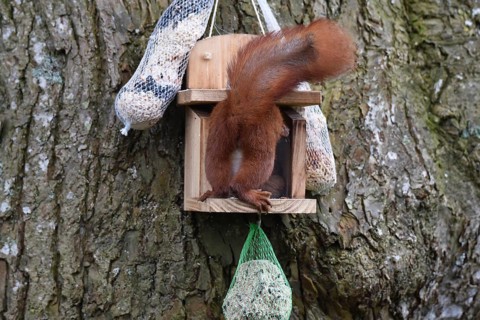 Squirrel, (Sciurus) eating nuts in the garden, Schleswig-Holstein, Germany