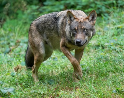 Wolf (Canis lupus) walks through its territory and looks attentively, Germany