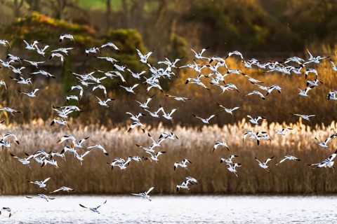Pied Avocet, Recurvirostra avosetta, birds in flight over winter marshes, Devon, England, United