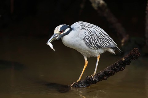 Yellow-crowned Night Heron (Nyctanassa violacea), Florida, USA