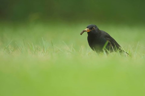 Male blackbird (Turdus merula) with food in its beak on a green lawn, Nationaal Park Duinen, Texel,