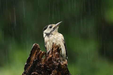 Great Spotted Woodpecker (Dendrocopos major) juvenile, Lower Saxony, Germany