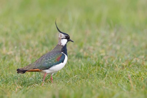 Northern Lapwing (Vanellus vanellus), Lake Neusiedl, Austria