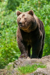 Brown bear (Ursus arctos) standing on a rock and looking attentively, captive, Bavarian Forest