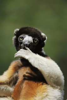 Crown sifaka (Propithecus coronatus, Propithecus verreauxi coronatus), captive, occurring in