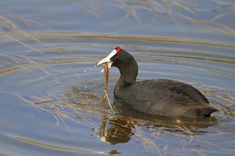 Red-knobbed Coot (Fulica cristata), Mallorca, Spain