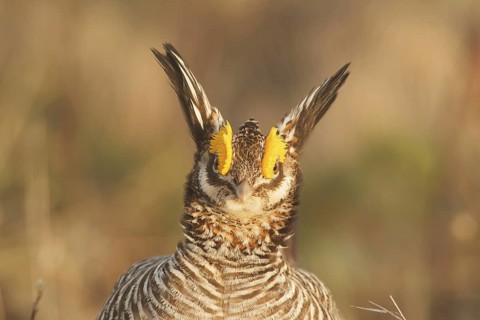 Lesser Prairie Chicken (Tympanuchus pallidicinctus) male, New Mexico, USA