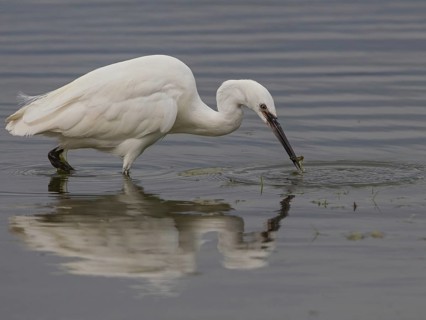 Little Egret (Egretta garzetta) foraging, Wales, United Kingdom