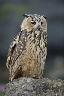 Eurasian Eagle-Owl (Bubo bubo) perched on a stone, North Rhine-Westphalia, Germany