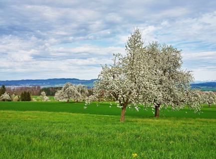 Flowering pear trees (Pyrus communis), Beinwil, Freiamt, Canton Aargau, Switzerland