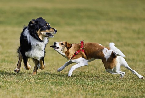 Mixed breed dog between Border Collie and Australian Shepherd plays with Beagle, Switzerland
