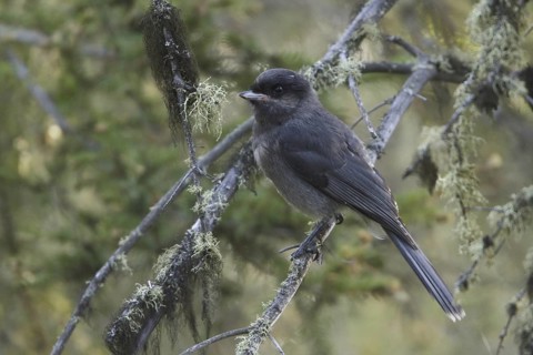 Grey Jay (Perisoreus canadensis), British Columbia, Canada