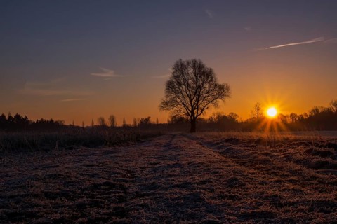 Single tree in a field at sunrise with frosty ground, Ahaus, Münsterland, North Rhine-Westphalia,