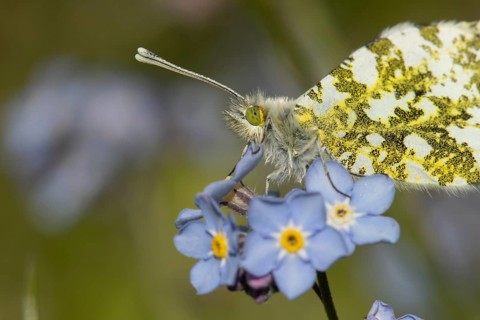 Orange tip butterfly (Anthocharis cardamines) adult insect resting on a garden Forget-me-not flower